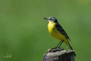 Gele kwikstaart / Blue-headed Wagtail (Motacilla flava)