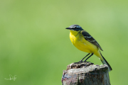 Gele kwikstaart / Blue-headed Wagtail (Motacilla flava)