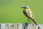 Gele kwikstaart / Blue-headed Wagtail (Motacilla flava)