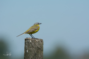 Gele kwikstaart / Blue-headed Wagtail (Motacilla flava)