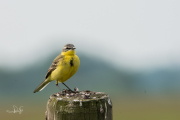 Gele kwikstaart / Blue-headed Wagtail (Motacilla flava)