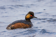 Geoorde fuut / Black-necked Grebe (Podiceps nigricollis)