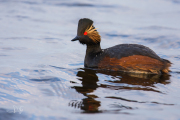 Geoorde fuut / Black-necked Grebe (Podiceps nigricollis)