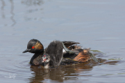 Geoorde fuut / Black-necked Grebe (Podiceps nigricollis)