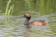 Geoorde fuut / Black-necked Grebe (Podiceps nigricollis)