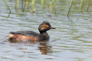 Geoorde fuut / Black-necked Grebe (Podiceps nigricollis)