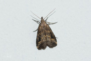 Gepijlde micro-uil / Pinion-streaked Snout (Schrankia costaestrigalis)