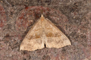 Gerimpelde spanner / Tawny-barred Angle (Macaria liturata)