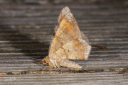 Gerimpelde spanner / Tawny-barred Angle (Macaria liturata)