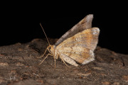 Gerimpelde spanner / Tawny-barred Angle (Macaria liturata)