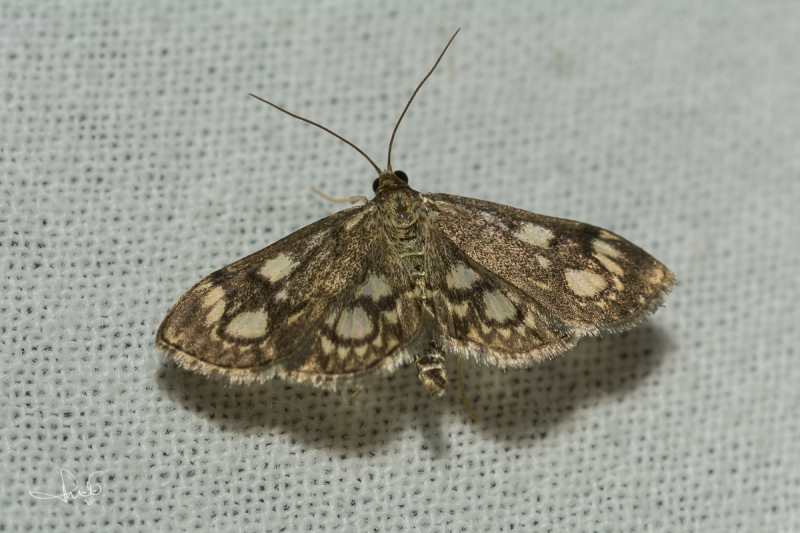 Gewone coronamot / Elderberry Pearl (Anania coronata)