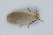 Glad beertje / Dingy Footman (Eilema griseola)