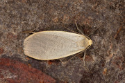 Glad beertje / Dingy Footman (Eilema griseola)