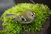 Goudhaan / Goldcrest (Regulus regulus)