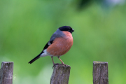 Goudvink / Eurasian Bullfinch (Pyrrhula pyrrhula)