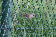 Grasmus / Common White-throat (Sylvia communis)