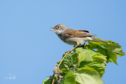 Grasmus / Common White-throat (Sylvia communis)