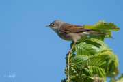 Grasmus / Common White-throat (Sylvia communis)