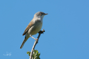 Grasmus / Common White-throat (Sylvia communis)