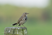 Graspieper / Meadow Pipit (Anthus pratensis)