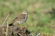 Graspieper / Meadow Pipit (Anthus pratensis)