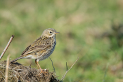 Graspieper / Meadow Pipit (Anthus pratensis)