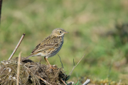 Graspieper / Meadow Pipit (Anthus pratensis)