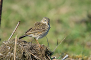 Graspieper / Meadow Pipit (Anthus pratensis)