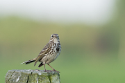 Graspieper / Meadow Pipit (Anthus pratensis)