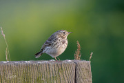 Graspieper / Meadow Pipit (Anthus pratensis)