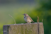 Graspieper / Meadow Pipit (Anthus pratensis)