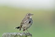 Graspieper / Meadow Pipit (Anthus pratensis)