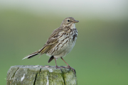 Graspieper / Meadow Pipit (Anthus pratensis)