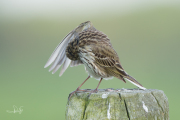 Graspieper / Meadow Pipit (Anthus pratensis)