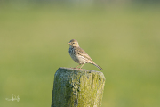 Graspieper / Meadow Pipit (Anthus pratensis)