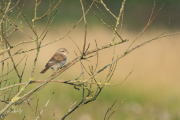 Grauwe klauwier / Red-backed Shrike (Lanius collurio)