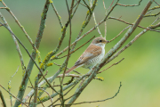 Grauwe klauwier / Red-backed Shrike (Lanius collurio)