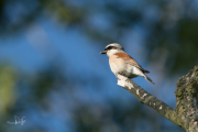 Grauwe klauwier / Red-backed Shrike (Lanius collurio)