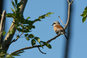 Grauwe klauwier / Red-backed Shrike (Lanius collurio)