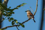 Grauwe klauwier / Red-backed Shrike (Lanius collurio)