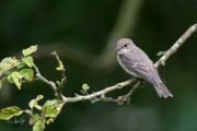 Grauwe vliegenvanger / Spotted Flycatcher (Muscicapa striata)