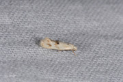 Grijsgevlekte grasmineermot (Elachista maculicerusella), micro