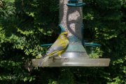 Groenling / European Greenfinch (Chloris chloris)