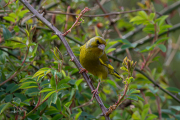 Groenling / European Greenfinch (Chloris chloris)