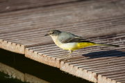 Grote gele kwikstaart / Grey Wagtail (Motacilla cinerea)