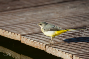 Grote gele kwikstaart / Grey Wagtail (Motacilla cinerea)