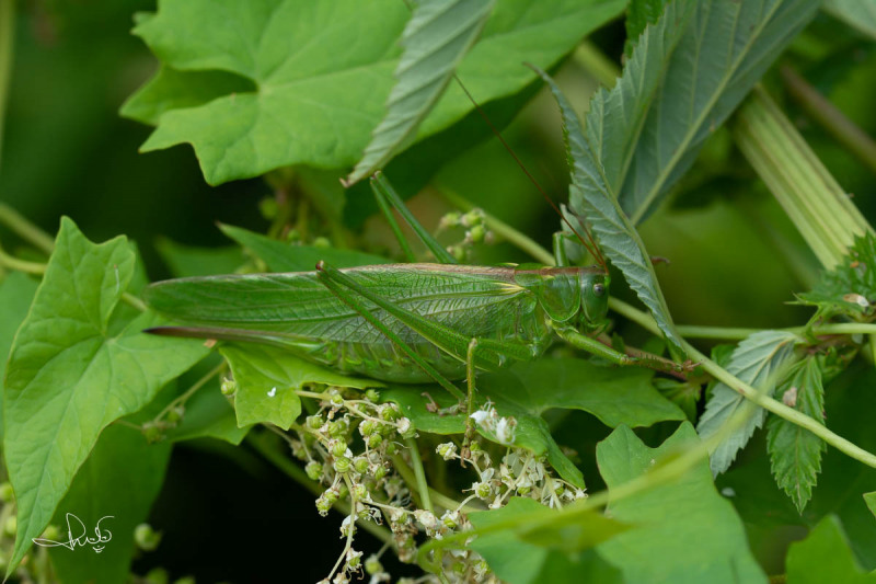 Grote groene sabelsprinkhaan / Great Green Bush-cricket (Tettigonia viridissima)