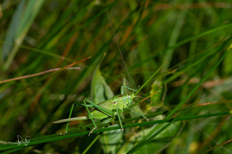 Grote groene sabelsprinkhaan / Great Green Bush-cricket (Tettigonia viridissima)