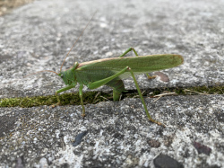 Grote groene sabelsprinkhaan / Great Green Bush-cricket (Tettigonia viridissima)