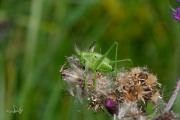 Grote groene sabelsprinkhaan / Great Green Bush-cricket (Tettigonia viridissima)